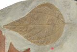 Massive, Plate of Paleocene Leaf Fossils - Glendive, Montana #189118-8